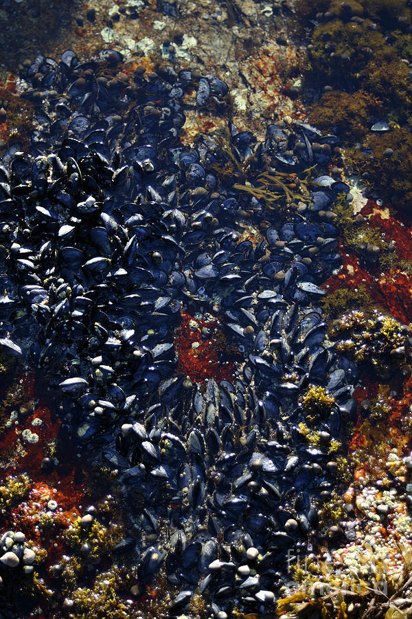 Landscape Photograph - Blue Mussels In Tidepool by Ted Kinsman