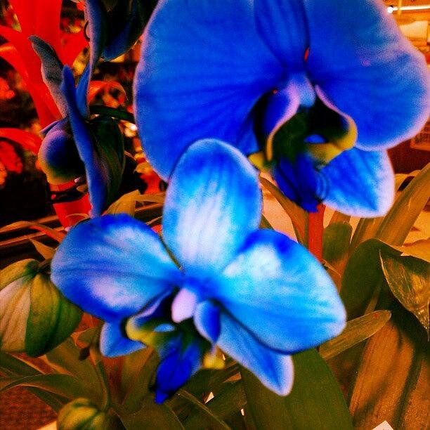 Flower Photograph - Blue Mystique Orchids by Rabecca Primeau