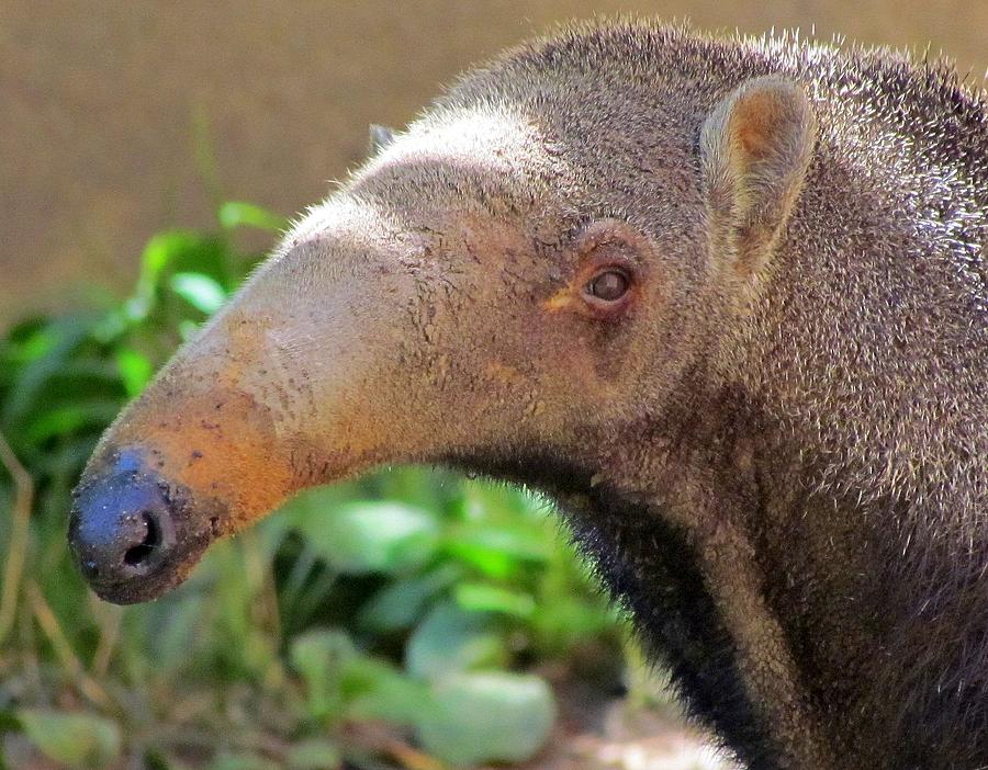 Blue Nosed Anteater Photograph by Lori Lafargue