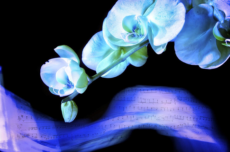Blue Note Photograph by Pamela Steege