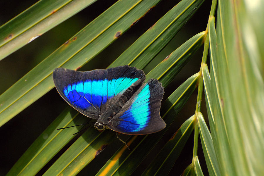 Butterfly Photograph - Blue On Blue On Green by Michael Rucci