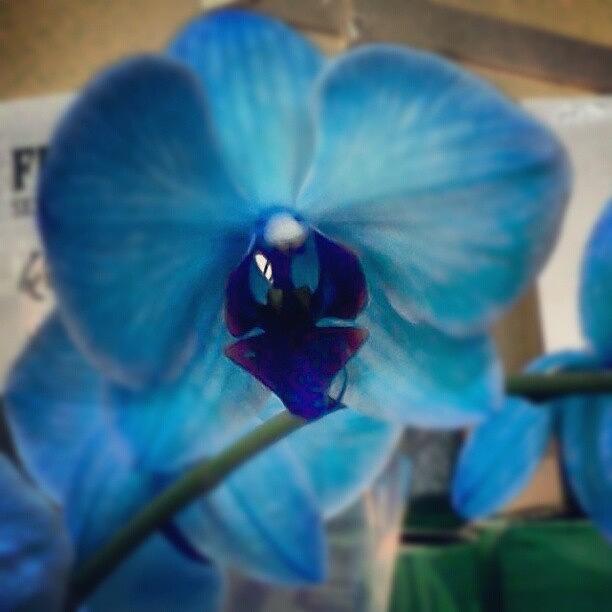 Orchid Photograph - Blue Orchid by Ann Miles