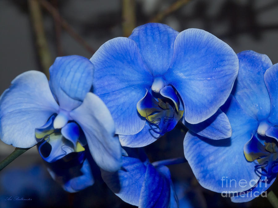 Blue Orchid Photograph by Arik Baltinester