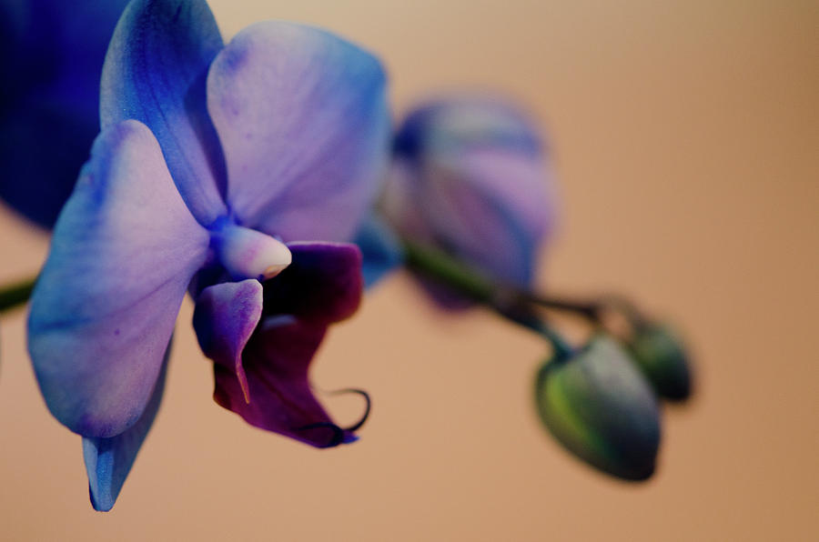 Blue Orchid bud Photograph by Jessica Brooks