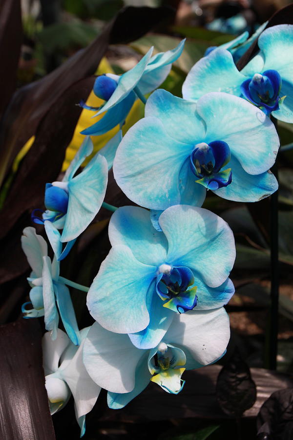 Orchid Photograph - Blue Orchid by Kate Purdy