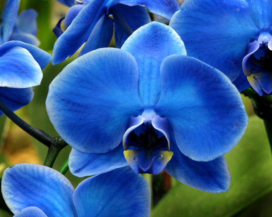 Blue Orchid by Peg Urban