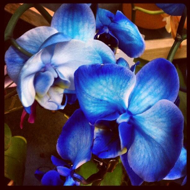Blue Orchid Photograph by Sunnie Johnson