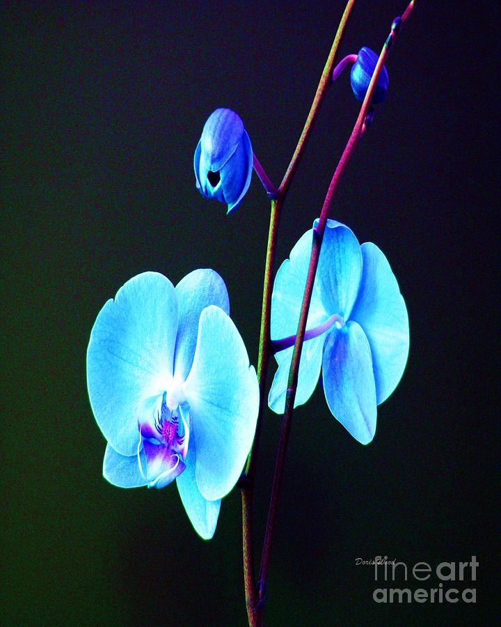 Blue Orchids Digital Art by Doris Wood | Fine Art America