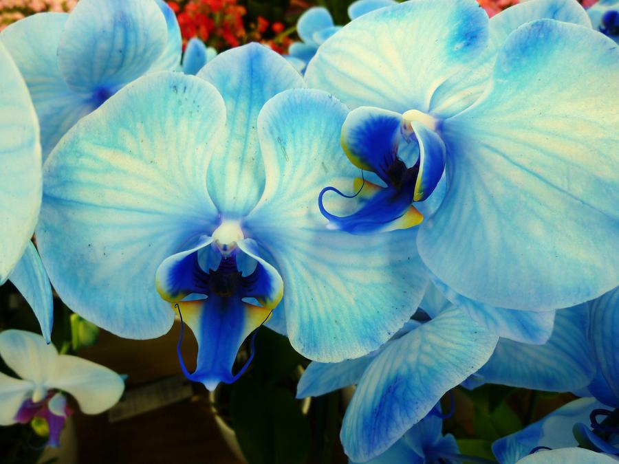 Blue Orchids by Florene Welebny