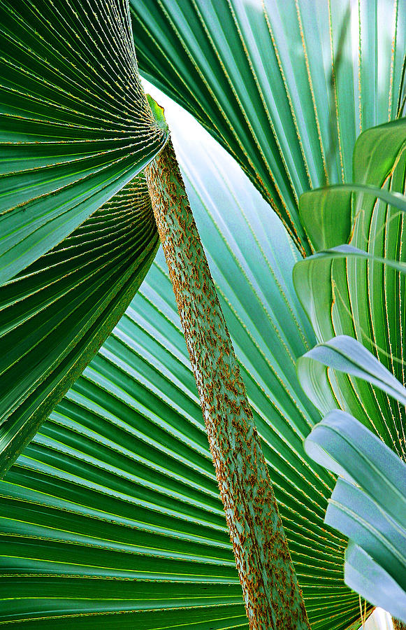 Blue Palm 1 Photograph by John Bartosik