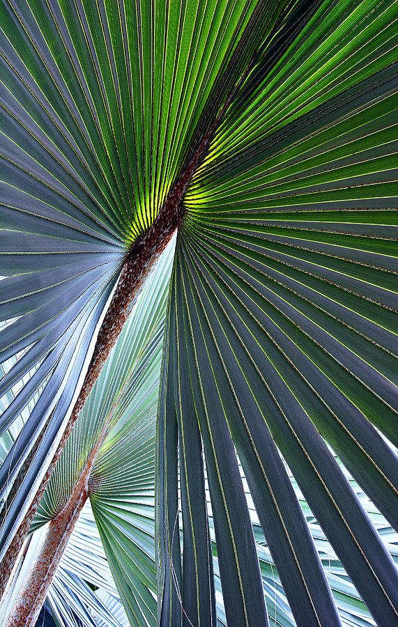 Blue Palm 2 Photograph by John Bartosik
