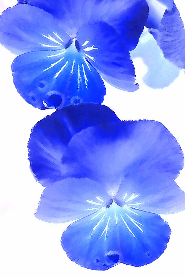 Blue Pansies Photograph by Beverly Hanson