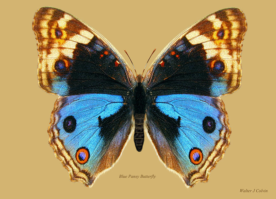Blue Pansy Butterfly Digital Art by Walter Colvin