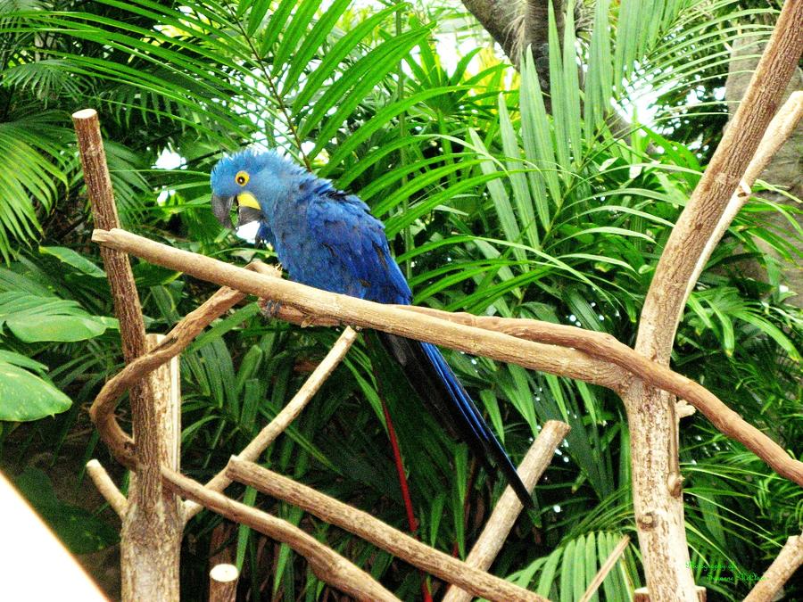 Parrot Photograph - Blue Parrot by Suzanne  McClain 