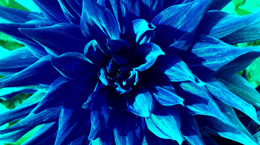 Flowers Still Life Photograph - Blue Passion by Tinatini Popiashvili