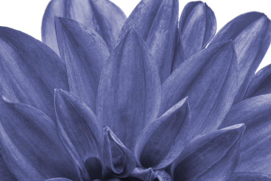 Daisy Photograph - Blue petals by Al Hurley