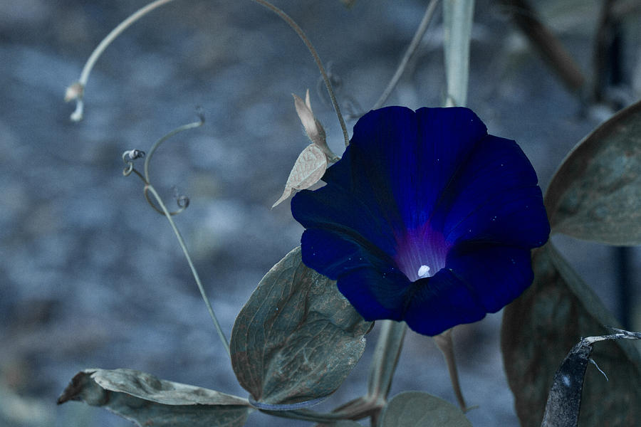 Blue Petunia 2 Photograph by Douglas Barnett