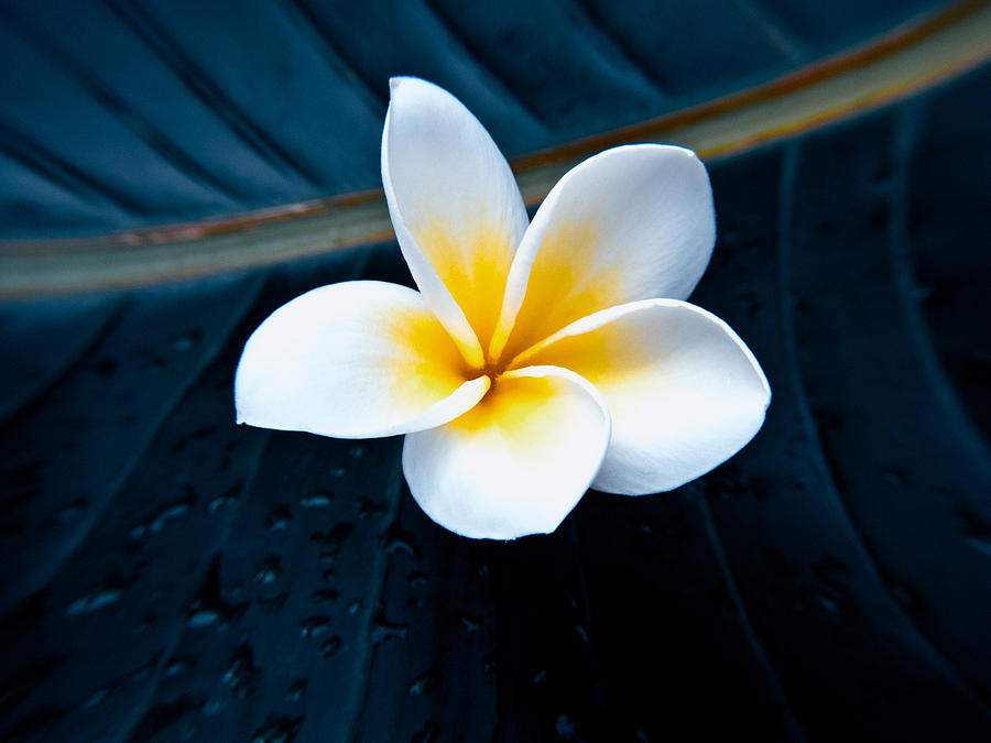 Blue Plumeria Photograph by Joe Carini