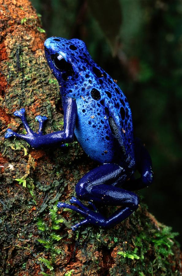 Blue Poison-dart Frog Dendrobates Photograph by George Grall