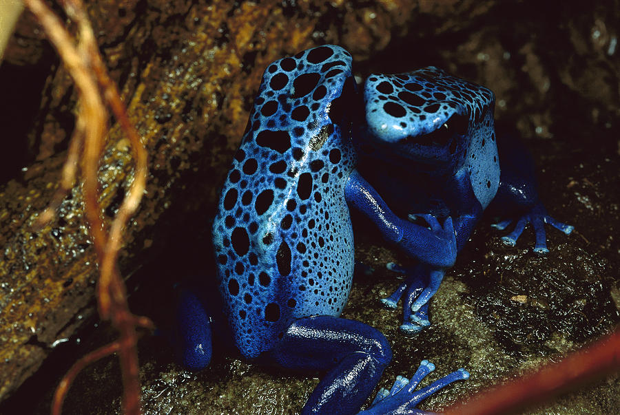Blue Poison Dart Frog Dendrobates Photograph by Mark Moffett