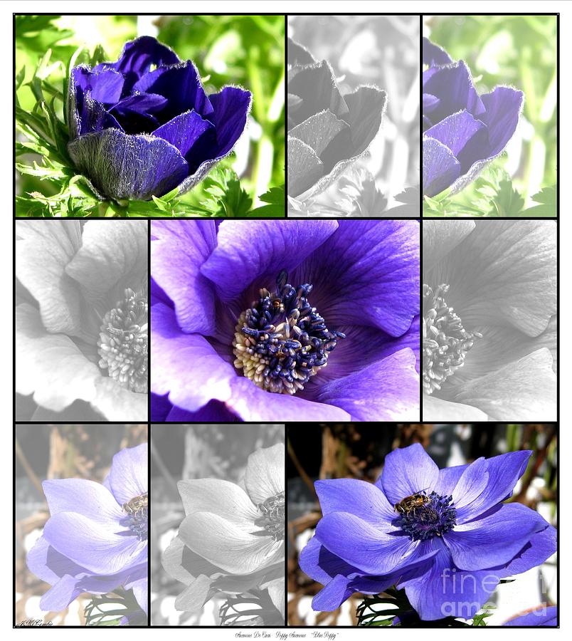 Blue Poppy Anemone Photograph by J McCombie