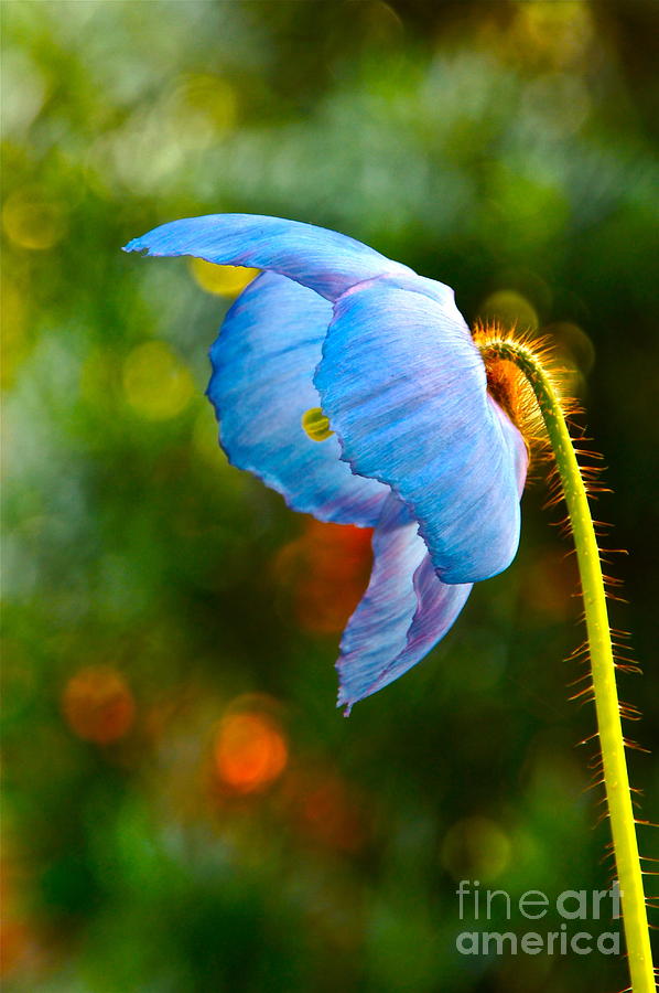 Flower Photograph - Blue Poppy Dreams by Byron Varvarigos