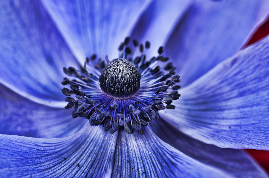 Blue Purple Poppy 2 Photograph by Steve Purnell - Fine Art America