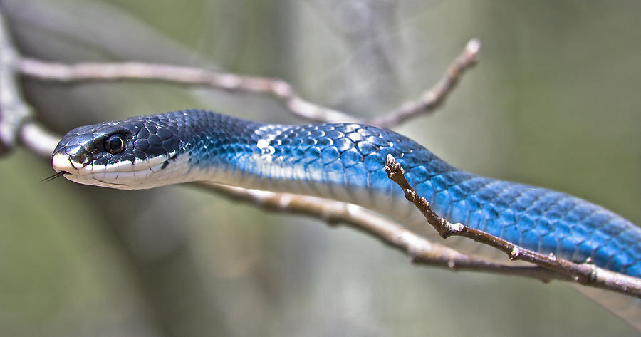 Blue Racer Snake. is a photograph by Jeramie Curtice which was uploaded on ...