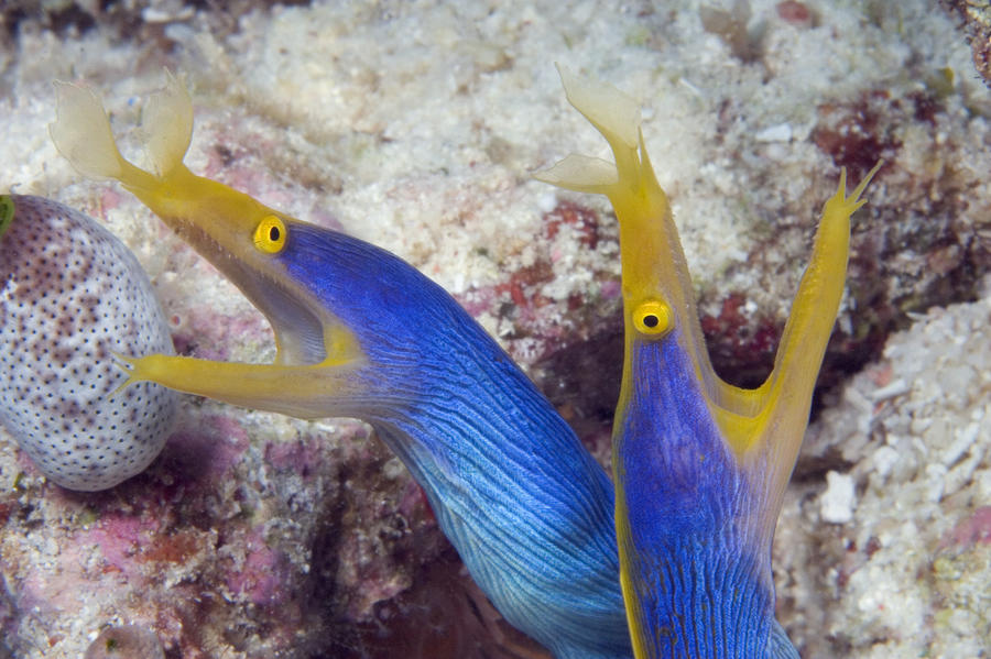 [Image: blue-ribbon-eel-dave-fleetham.jpg]