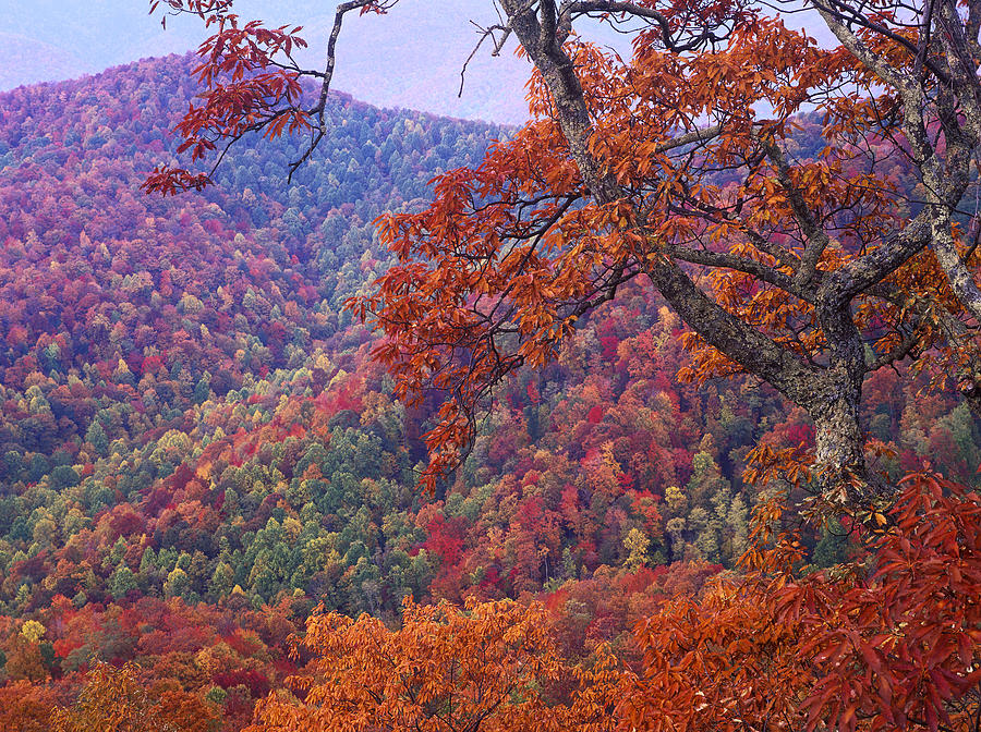 Blue Ridge Range With Autumn Deciduous Photograph by Tim Fitzharris