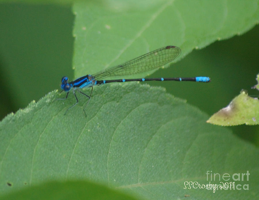 Blue Ringed Dancer Photograph by Susan Stevens Crosby