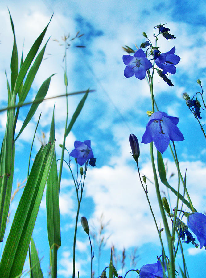 Summer Photograph - Blue rising by Wesley Hahn