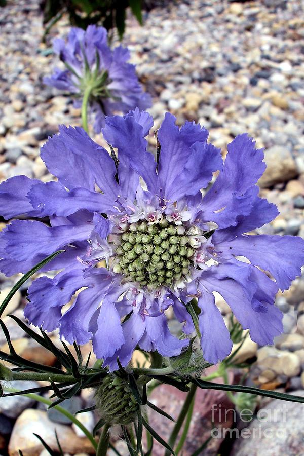 Blue Scabiosa Painting by Susan Fisher