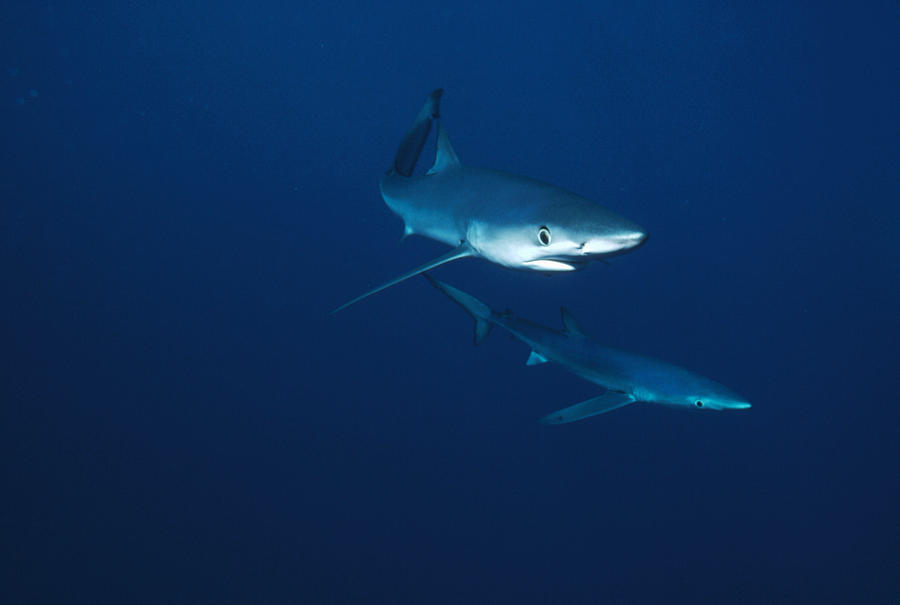 Blue Shark Prionace Glauca Pair Photograph by Flip Nicklin