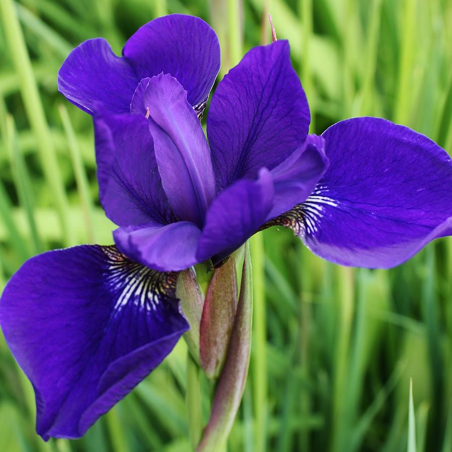 Blue Siberian Iris 1 Photograph by Bruce Bley