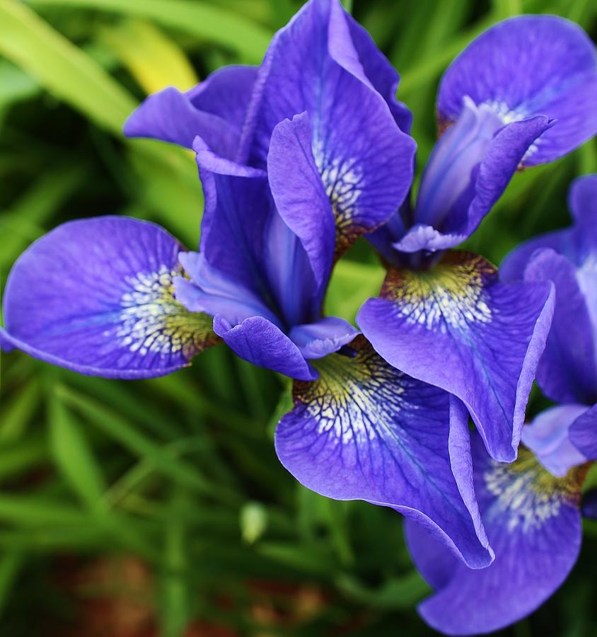 siberian iris