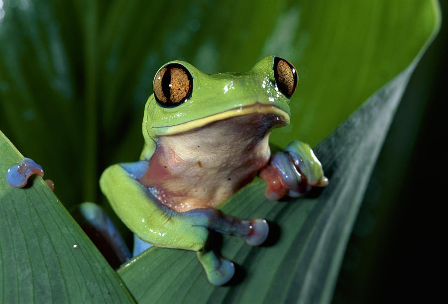 Amphibians Photograph - Blue-sided Leaf Frog Agalychnis Annae by Michael & Patricia Fogden