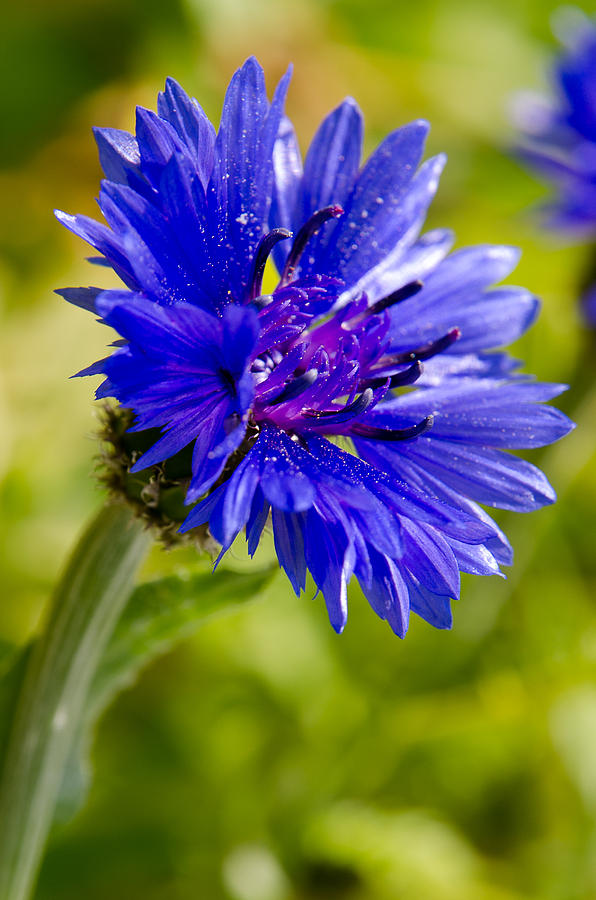 Blue single cornflower Photograph by Michael Goyberg