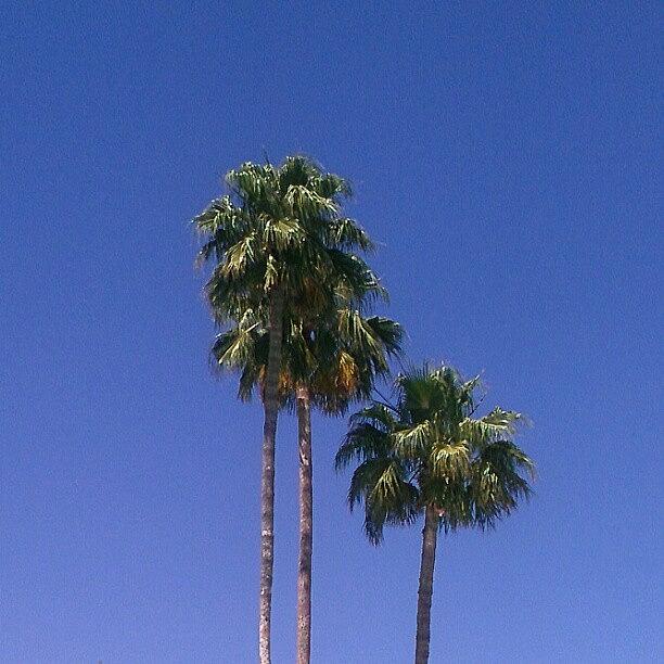 Blue Skies In Tucson Photograph by Tosha Daugherty
