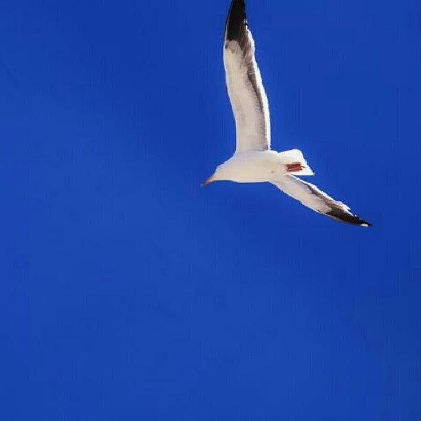 Nature Photograph - Blue Skies by Jeremiah Adams