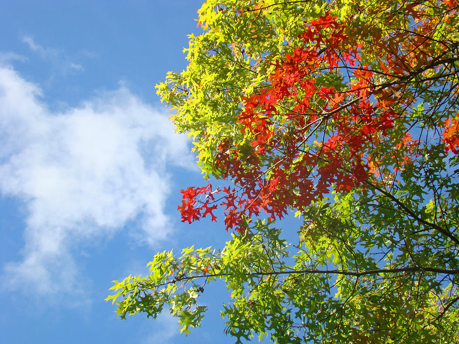 Fall Photograph - Blue Sky art prints Colorful Oak Leaves by Patti Baslee