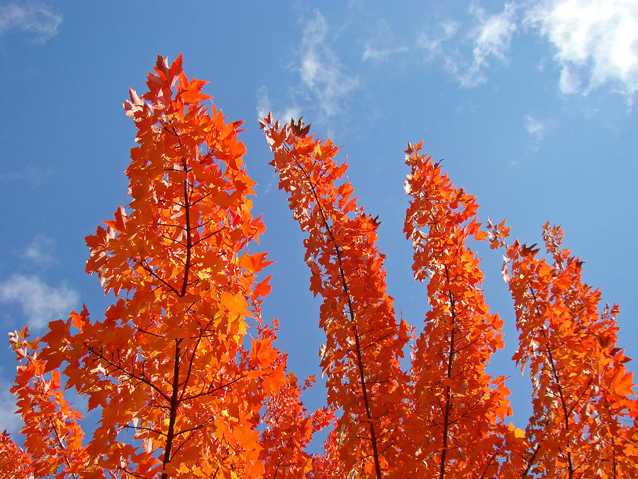 Fall Photograph - Blue Sky art prints Orange Autumn Leaves by Patti Baslee