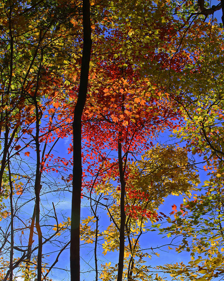 Blue Sky Autumn Photograph by Sheila Kay McIntyre