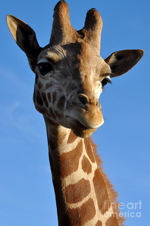 Wildlife Photograph - Blue Sky Giraffe by Anjanette Douglas