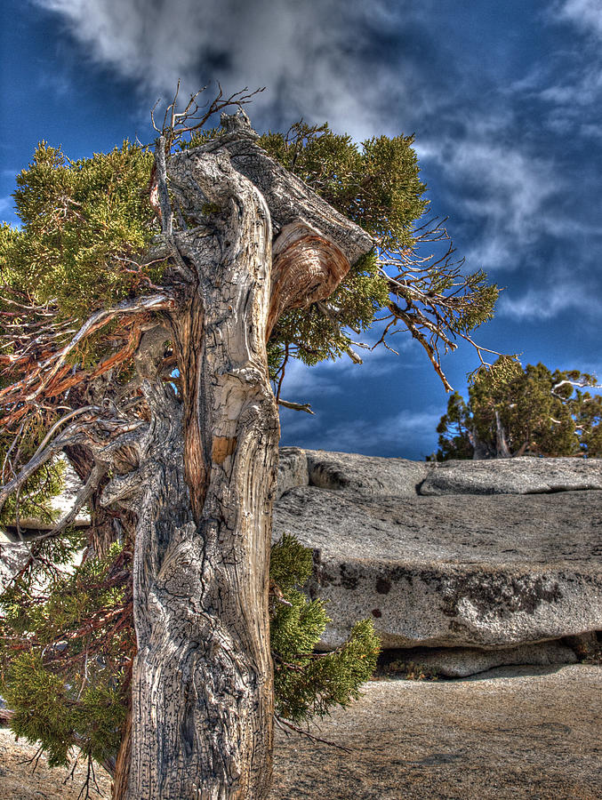 Blue Sky Granite and Pine Photograph by Joe Schofield