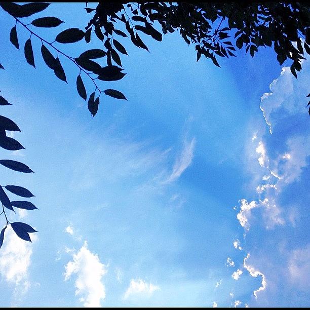 Tree Photograph - Blue sky  by Irina Moskalev