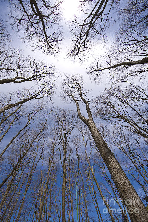 Blue Sky Tree Branches Photograph by Mike Reid