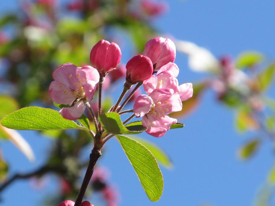 Blue Sky Pink Blossoms Photograph by Alfred Ng