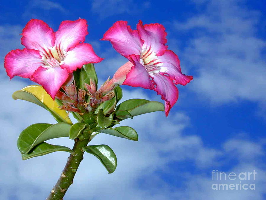 Blue Sky Pink Flower Photograph by Mark Gilman