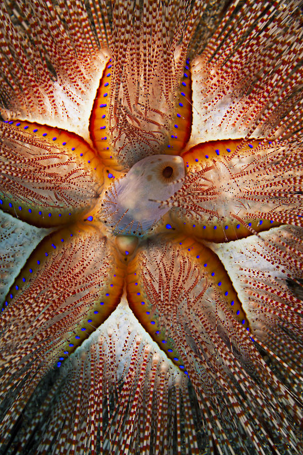 Blue-Spotted Sea Urchin I Photograph by Dave Fleetham - Printscapes